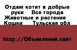 Отдам котят в добрые руки. - Все города Животные и растения » Кошки   . Тульская обл.